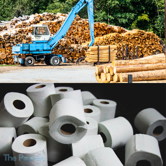 From tree to roll: the truth behind classic toilet paper