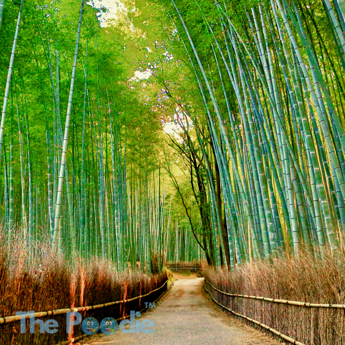 Bamboo: a magical plant that could save our forests