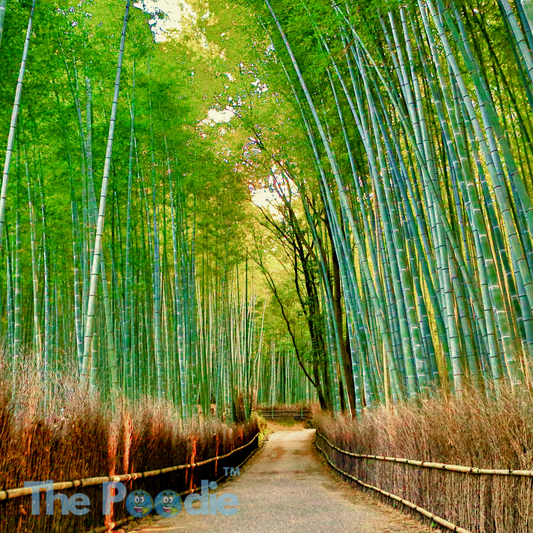 Bamboo: a magical plant that could save our forests