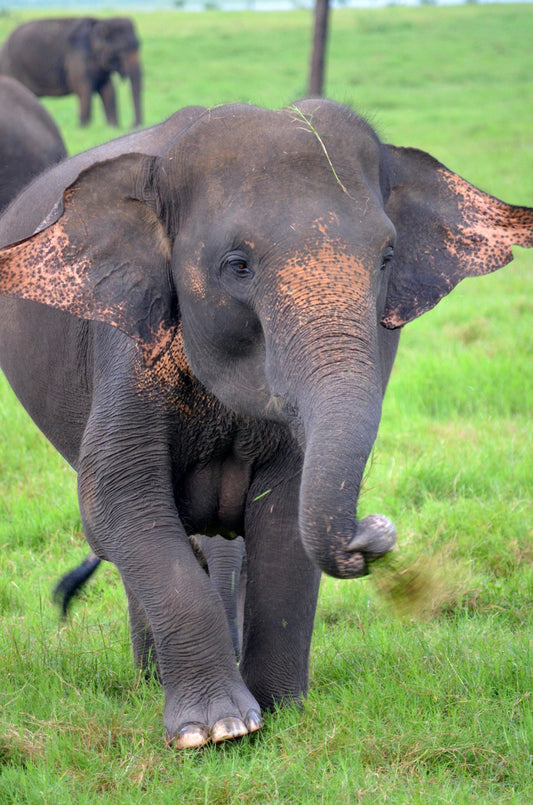 Endangered species: how every purchase at The Poodie helps protect them