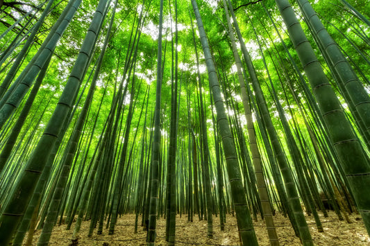 Why bamboo toilet paper is better for you and the planet