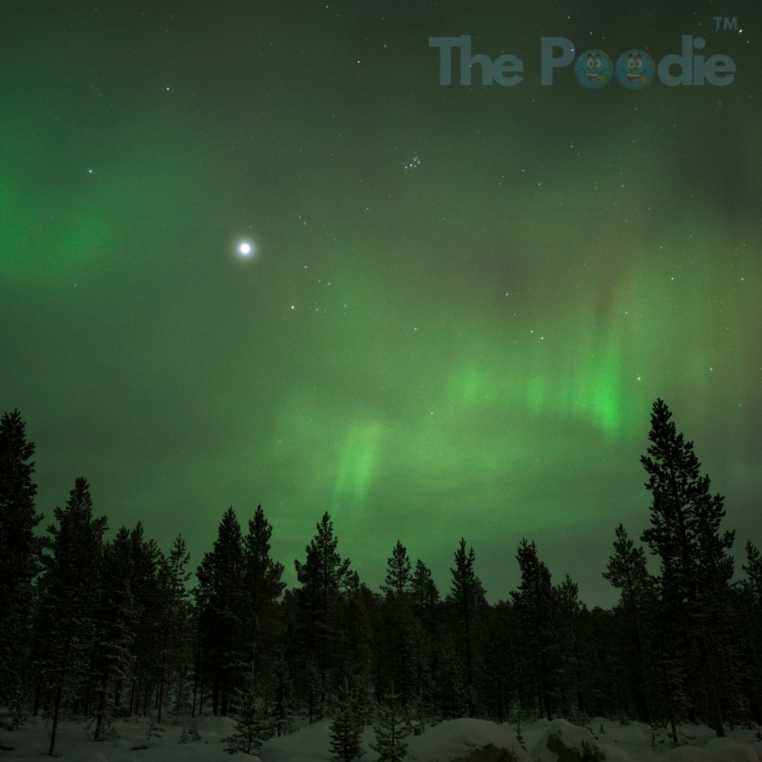 Boreal forests: why they're essential to our survival
