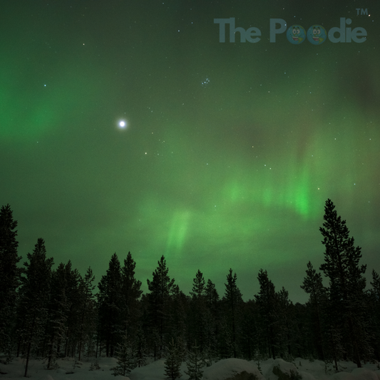 Boreal forests: why they're essential to our survival