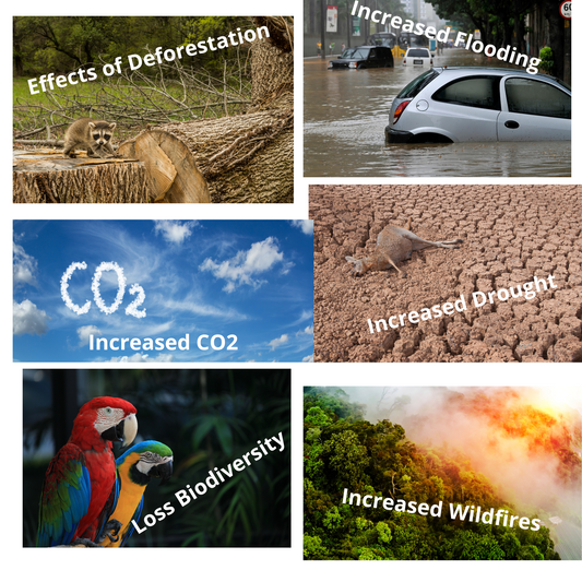 5 surprising facts about deforestation and how your purchase can make a difference