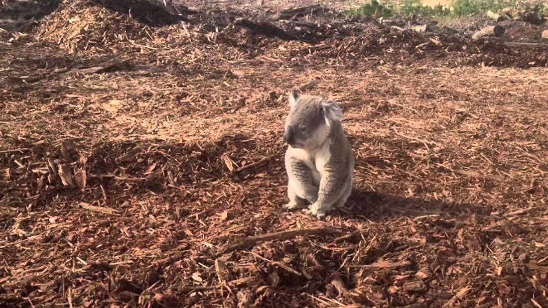 Biodiversity at risk: what we lose every day to deforestation