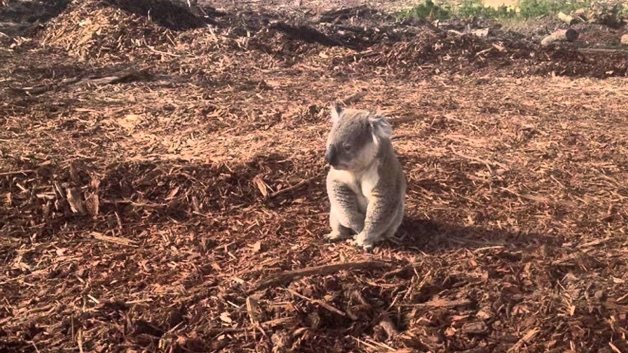 Biodiversity at risk: what we lose every day to deforestation