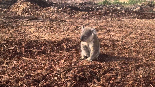 Biodiversity at risk: what we lose every day to deforestation