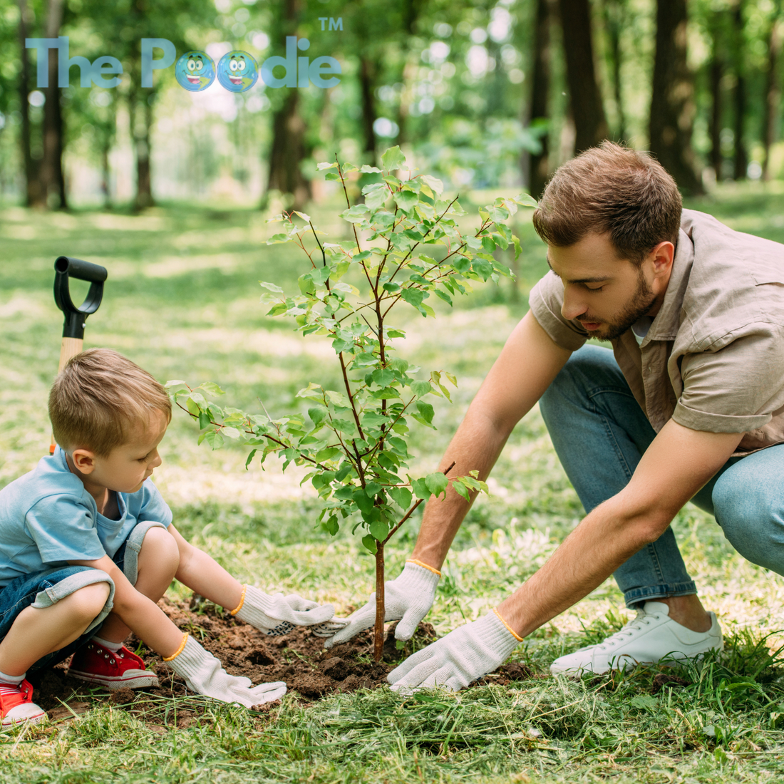 Planting trees: the real impact of a simple ecological gesture